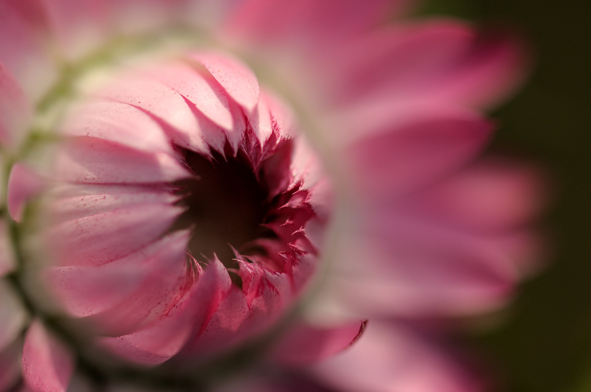 Pink flowers