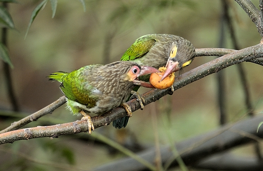 Romance is in the air!