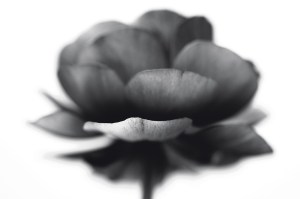 Better Photography 2014