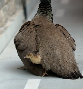 Guardian peahen