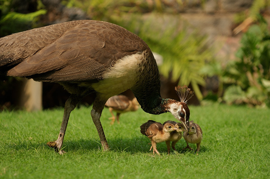 Peahen and her 4&nbsp;chicks