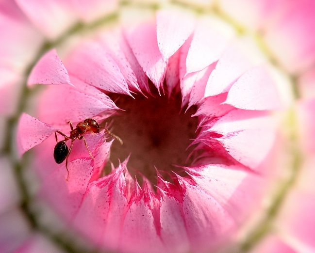 Insects
