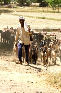 Goat herder