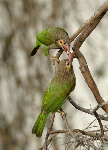 Brown Headed Barbet, close&nbsp;up