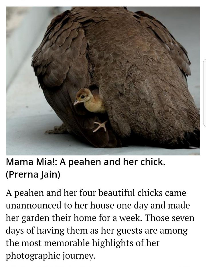 Photo feature: My Feathered Friends by Prerna Jain, Hindustan Times 15 Sept 2017