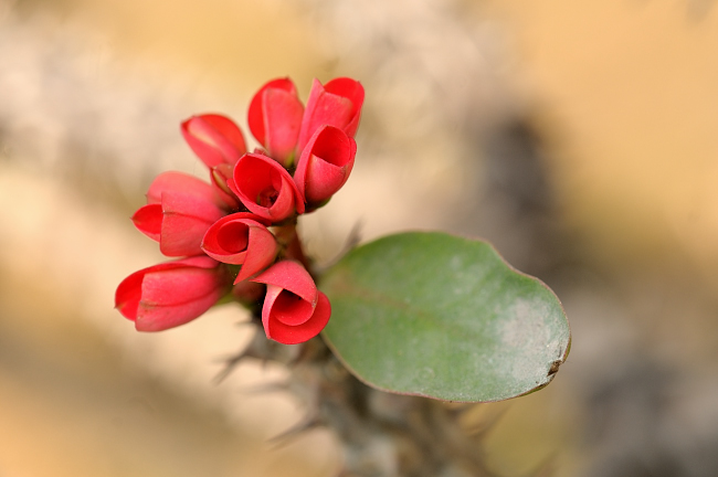 Springtime in Delhi