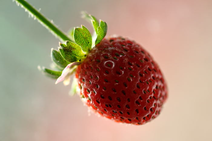 Strawberries from my garden
