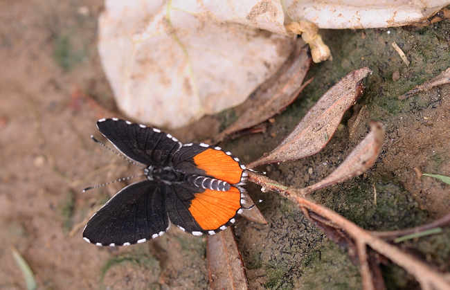 Red Pierrot (Talicada&nbsp;nyseus)
