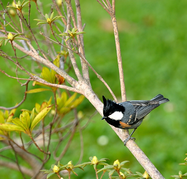 Birds of Himachal Pradesh