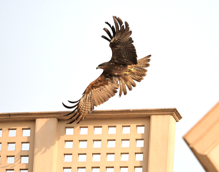 Black Kites In&nbsp;Flight