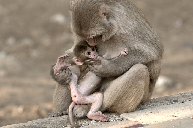 Nature’s Marvellous Mothers