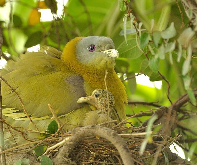 Mother And Baby Pigeon