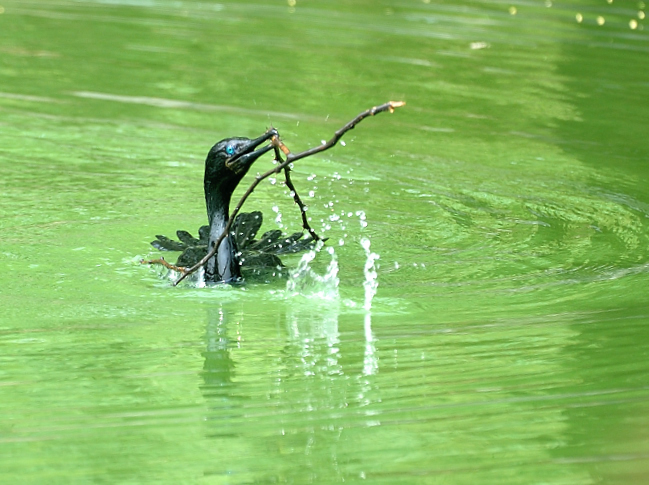 Cormorant