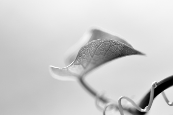 Abstracts in nature