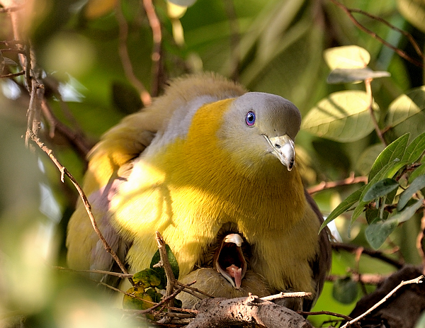 The Sleepy head…