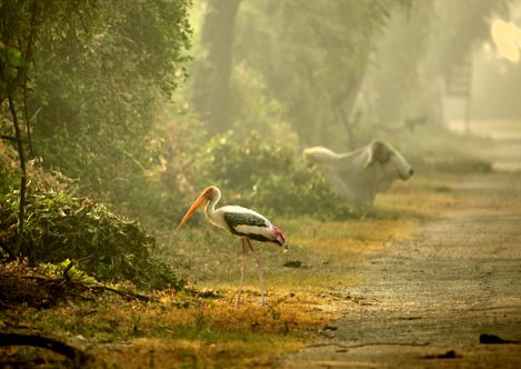 Sunrise in the&nbsp;jungle