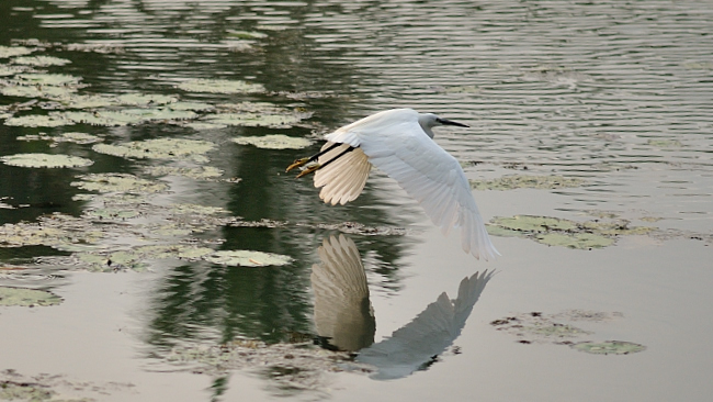 Egret in flight
