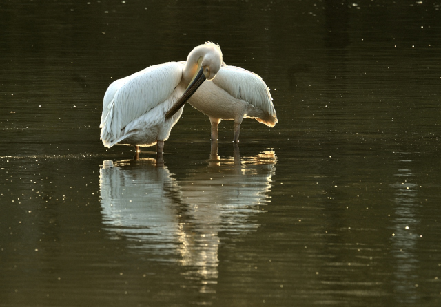 Rosy Pelicans