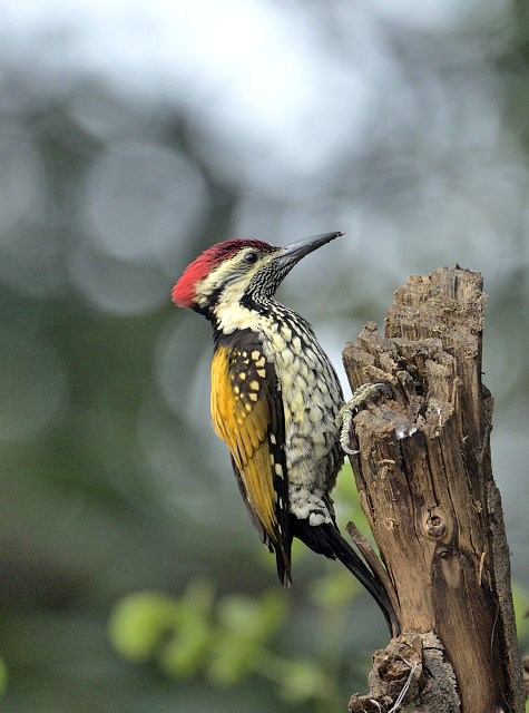 My Feathered Friends Are Homeless&nbsp;now