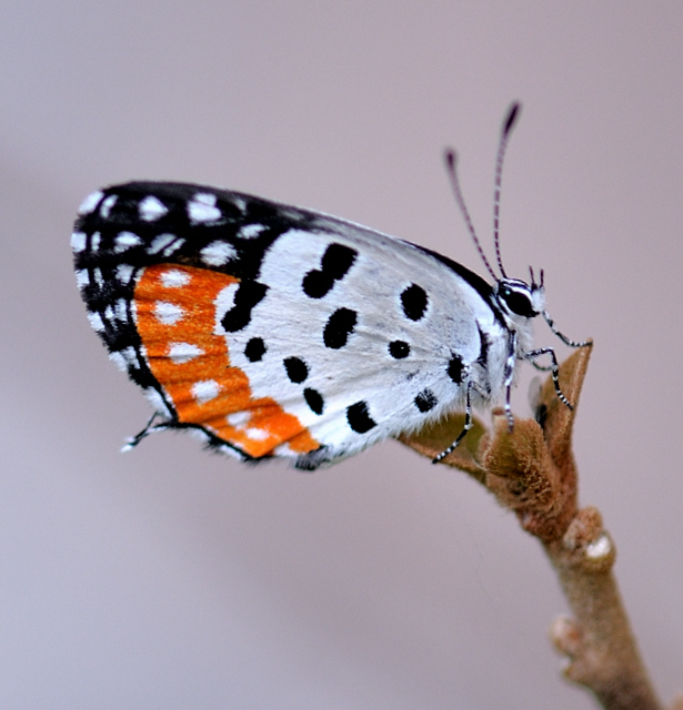 Red Pierrot (Talicada&nbsp;nyseus)