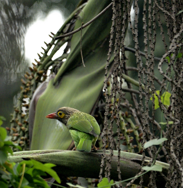 Brown Headed Barbet