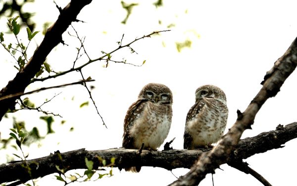 Spotted Owl