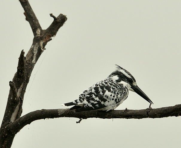 Pied Kingfisher