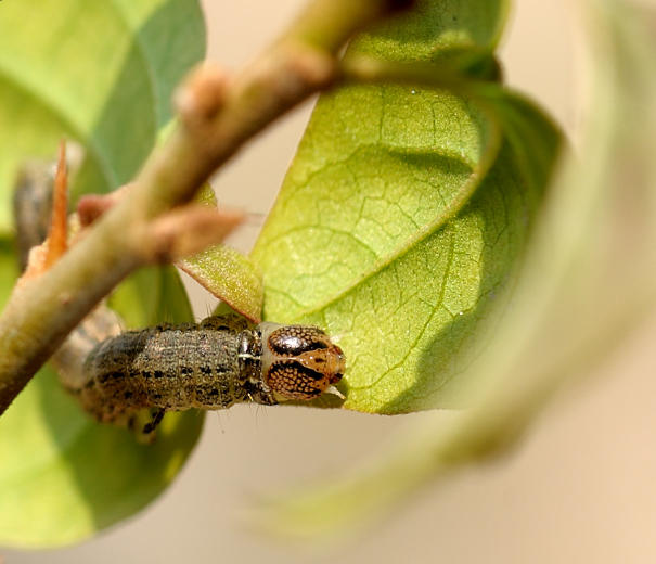 Caterpillar