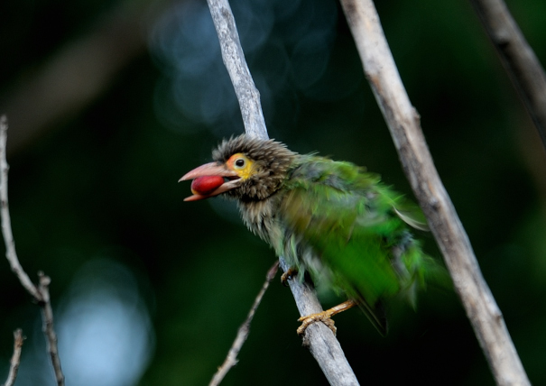 Brown Headed Barbet