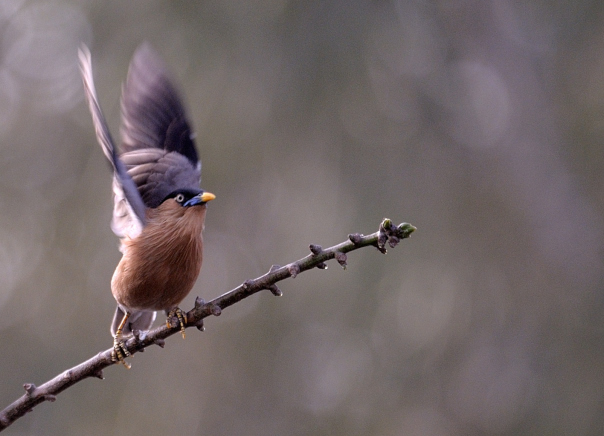 Brahminy Starling