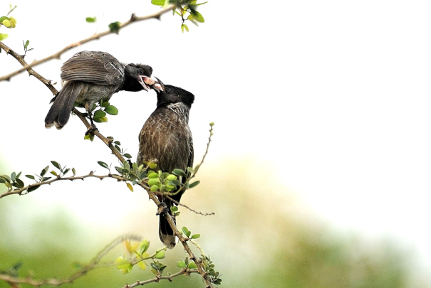 Red Vented Bulbul sharing&nbsp;food