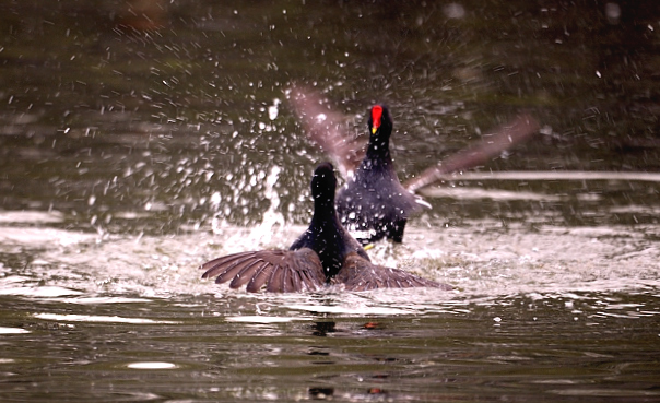 Romance of the Moorhens