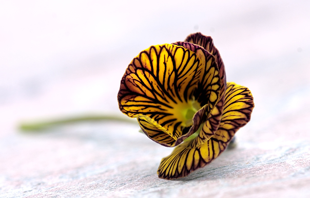 Striped Pansy