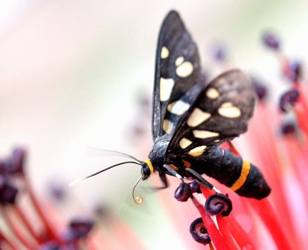 Wasp moth on a Semul&nbsp;flower