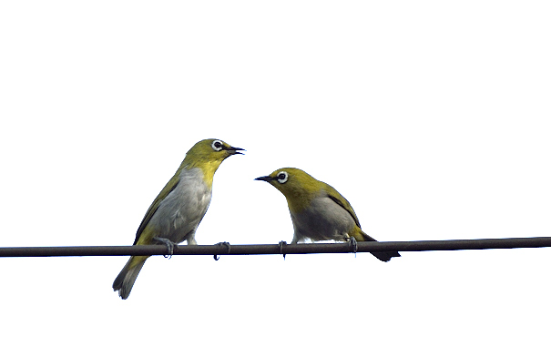 Oriental White Eye
