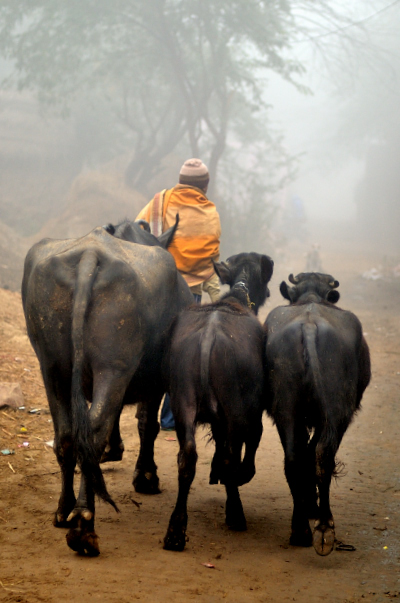 Streets, India