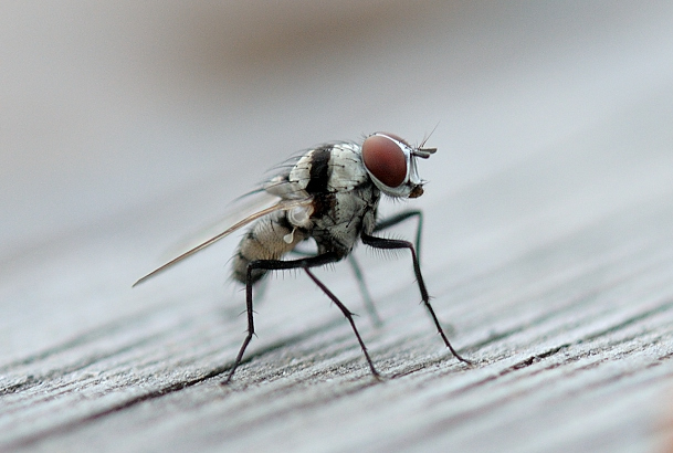 Juvenile Fly
