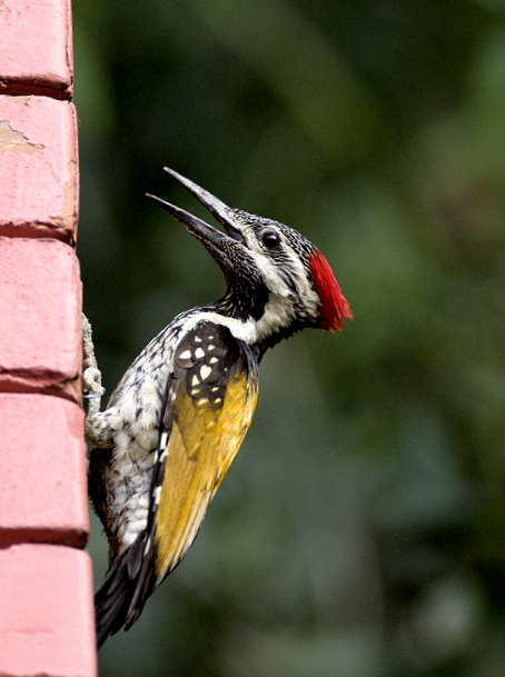 Red-backed flameback