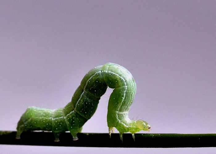 Caterpillar