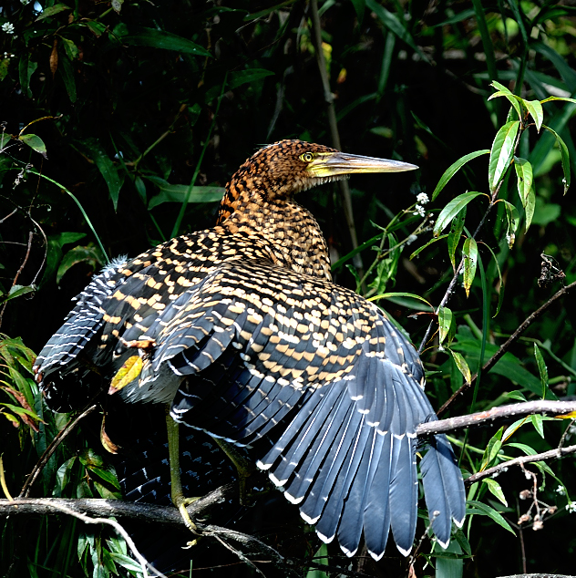 Tiger Heron, Ibera wetlands