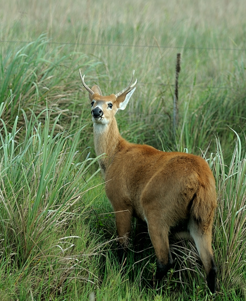 Marsh deer in the Savannah grasslands.