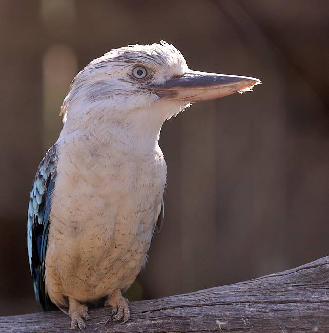 Blue-winged kookaburra