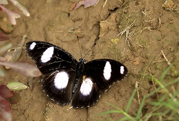 Butterflies Enjoy Mud Spa?