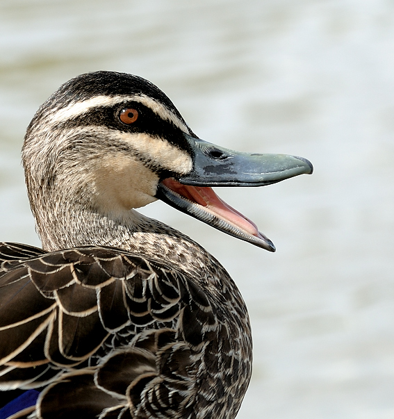 Pacific Black Duck (Anas superciliosa)