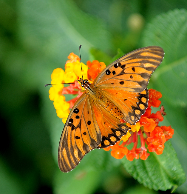 Passion butterfly (Agraulis&nbsp;vanillae)
