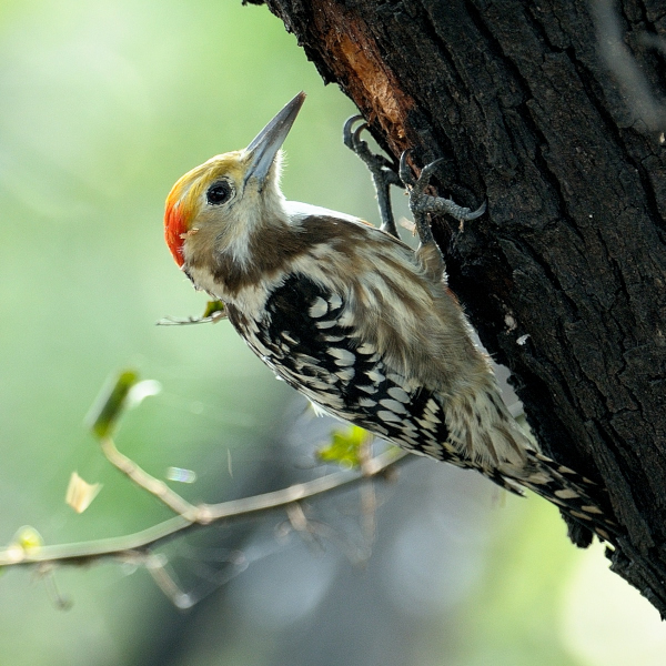 Yellow-crowned woodpecker