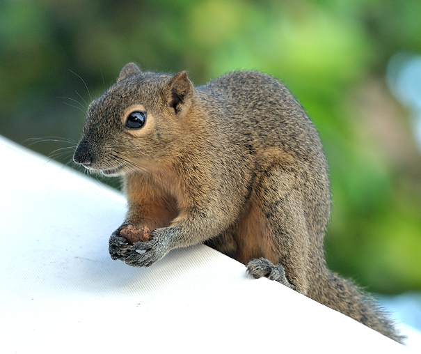 Hungry Squirrel