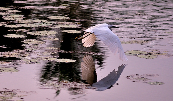 Egret in flight