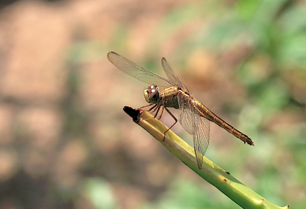 Dragonfly