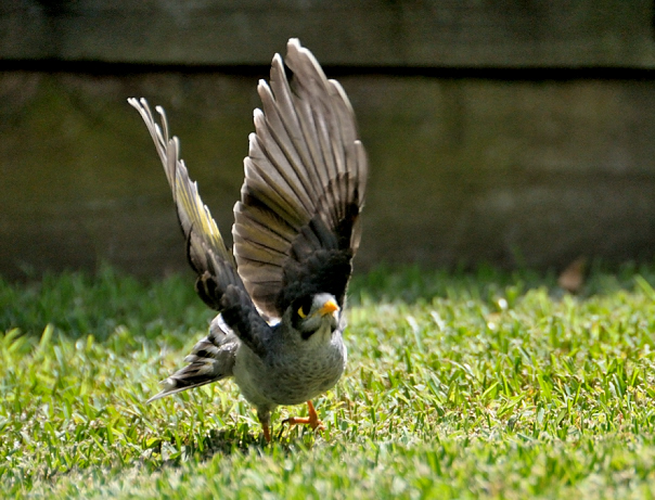 Noisy Miner